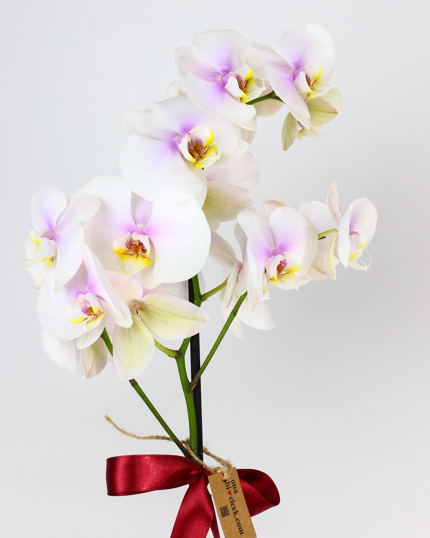 Tek Dal Renkli Orkide