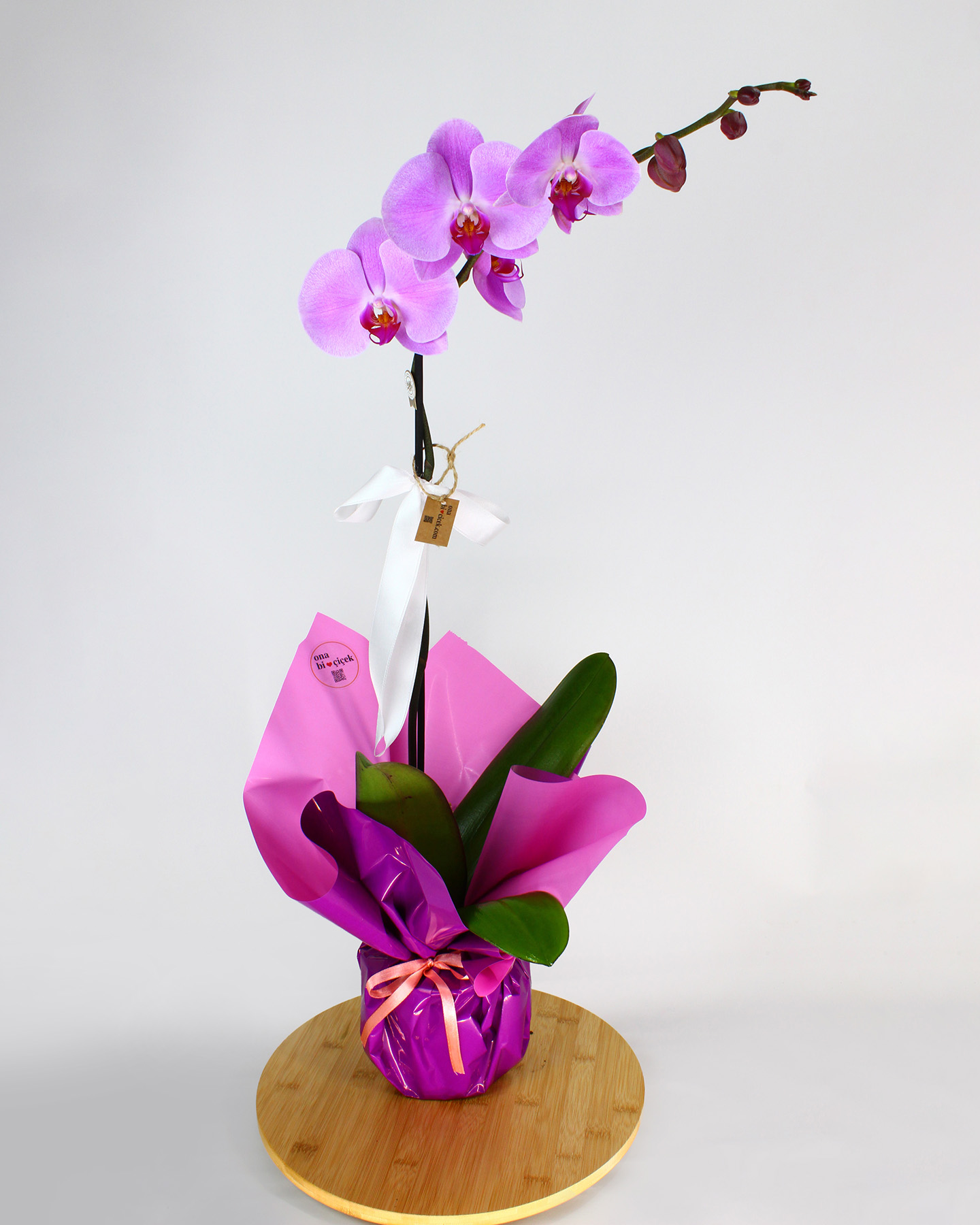 Premium Tek Dal Mor Orkide