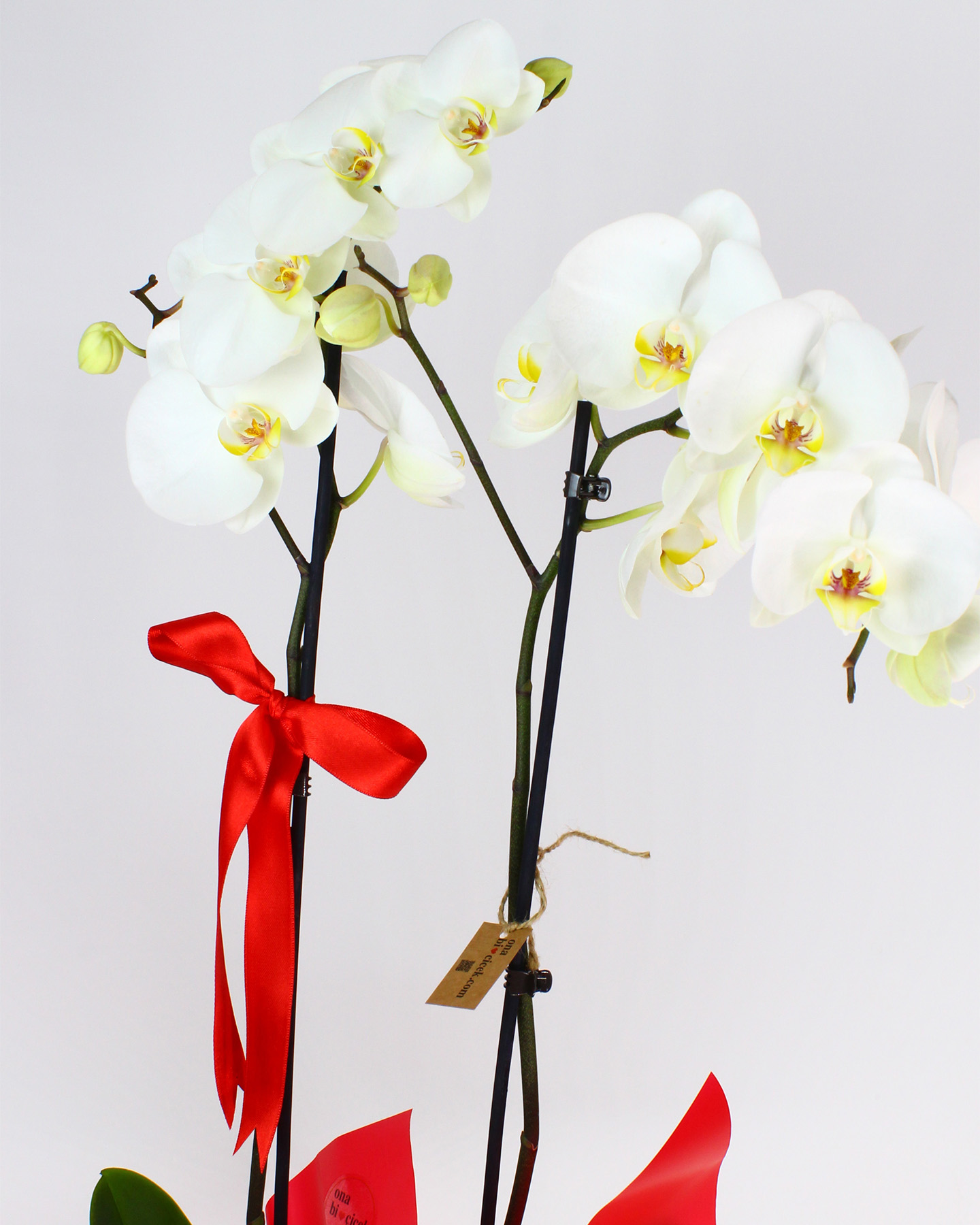Çift Dal Beyaz Orkide