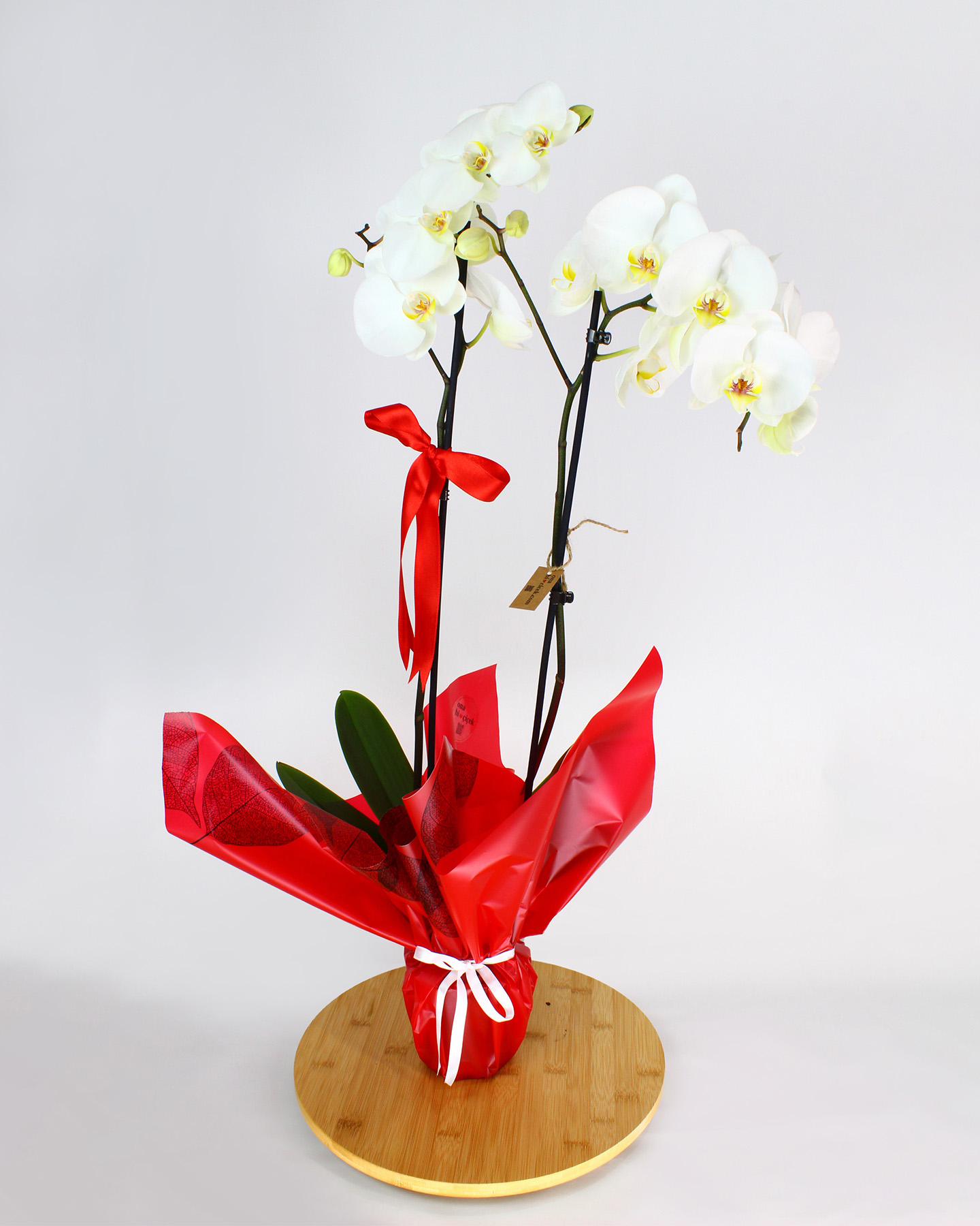 Çift Dal Beyaz Orkide