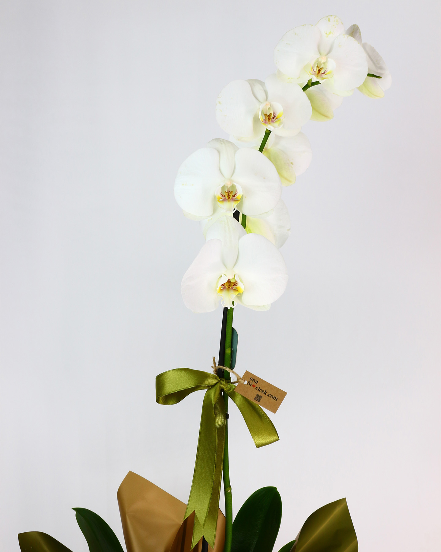 Kırmızı Kadife Kutuda Tek Dal Beyaz Orkide