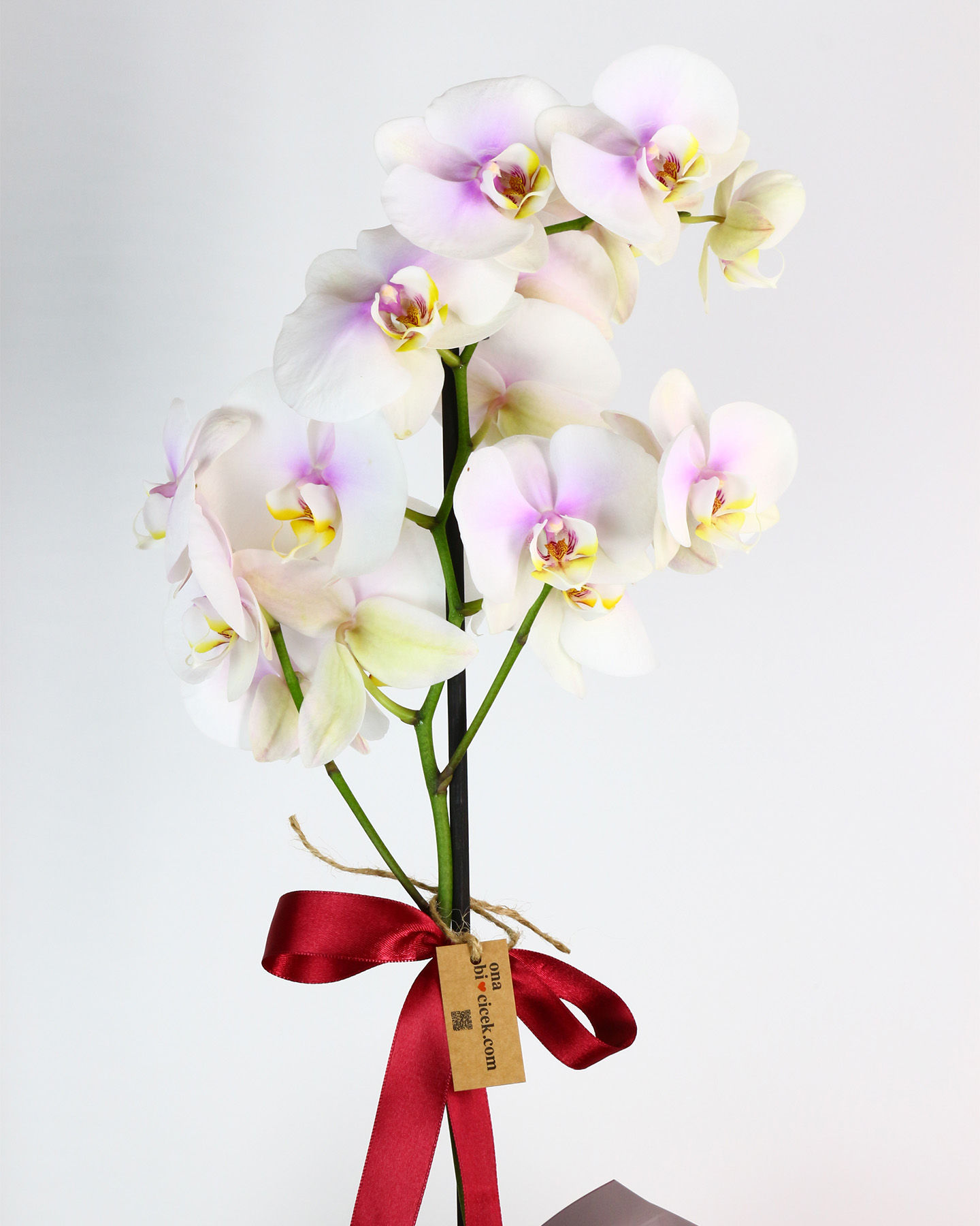 Beyaz Kadife Kutuda Tek Dal Renkli Orkide