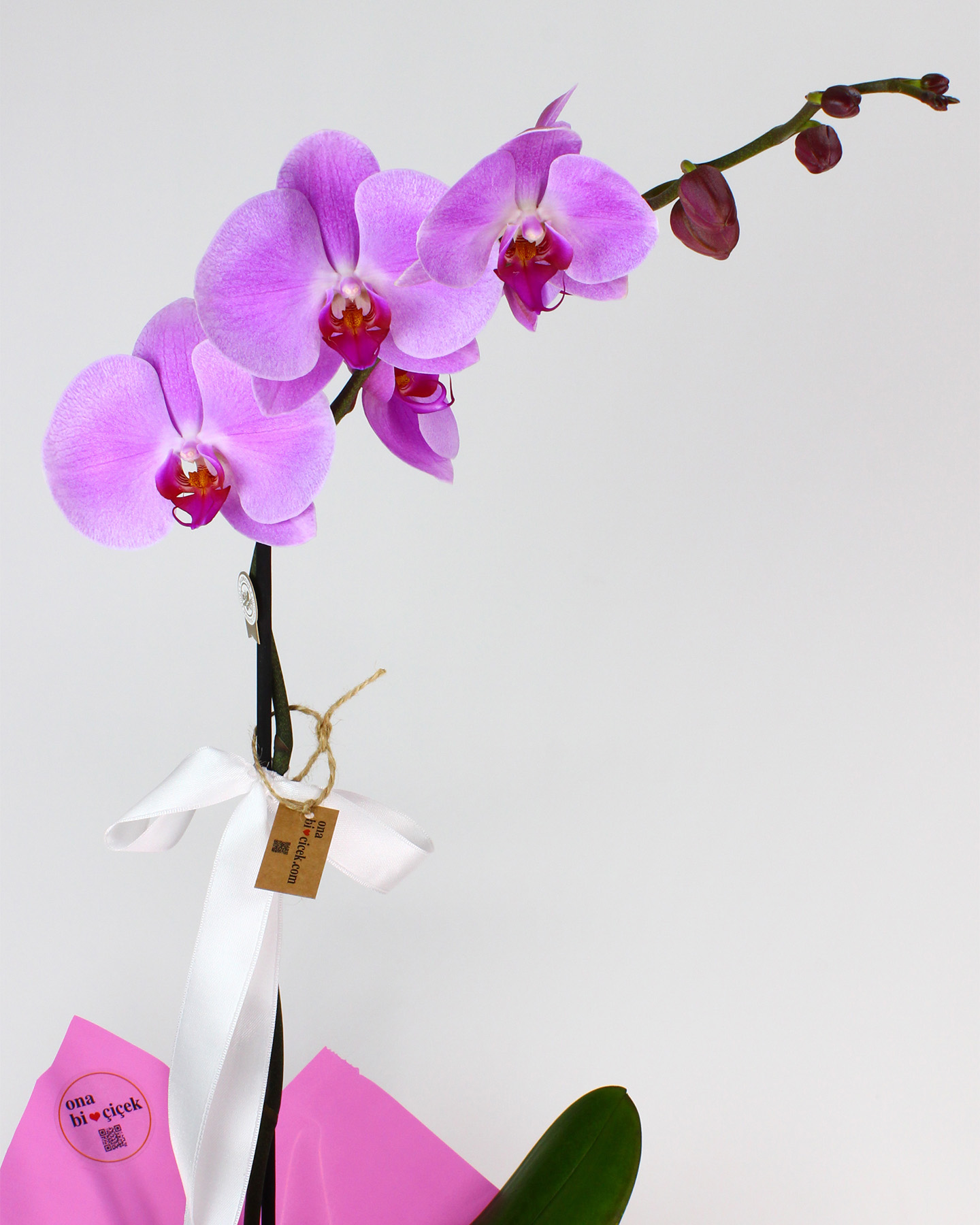 Beyaz Kadife Kutuda Premium Tek Dal Mor Orkide