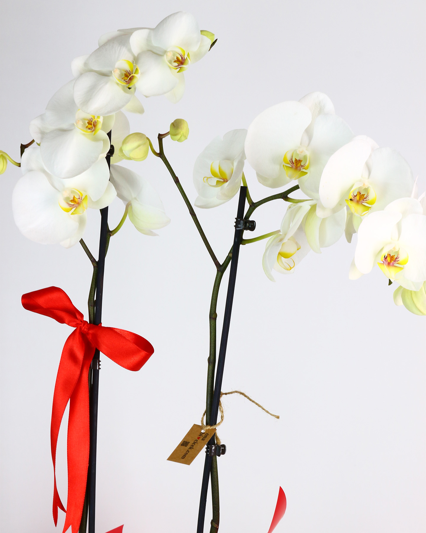 Siyah Kadife Kutuda Çift Dal Beyaz Orkide