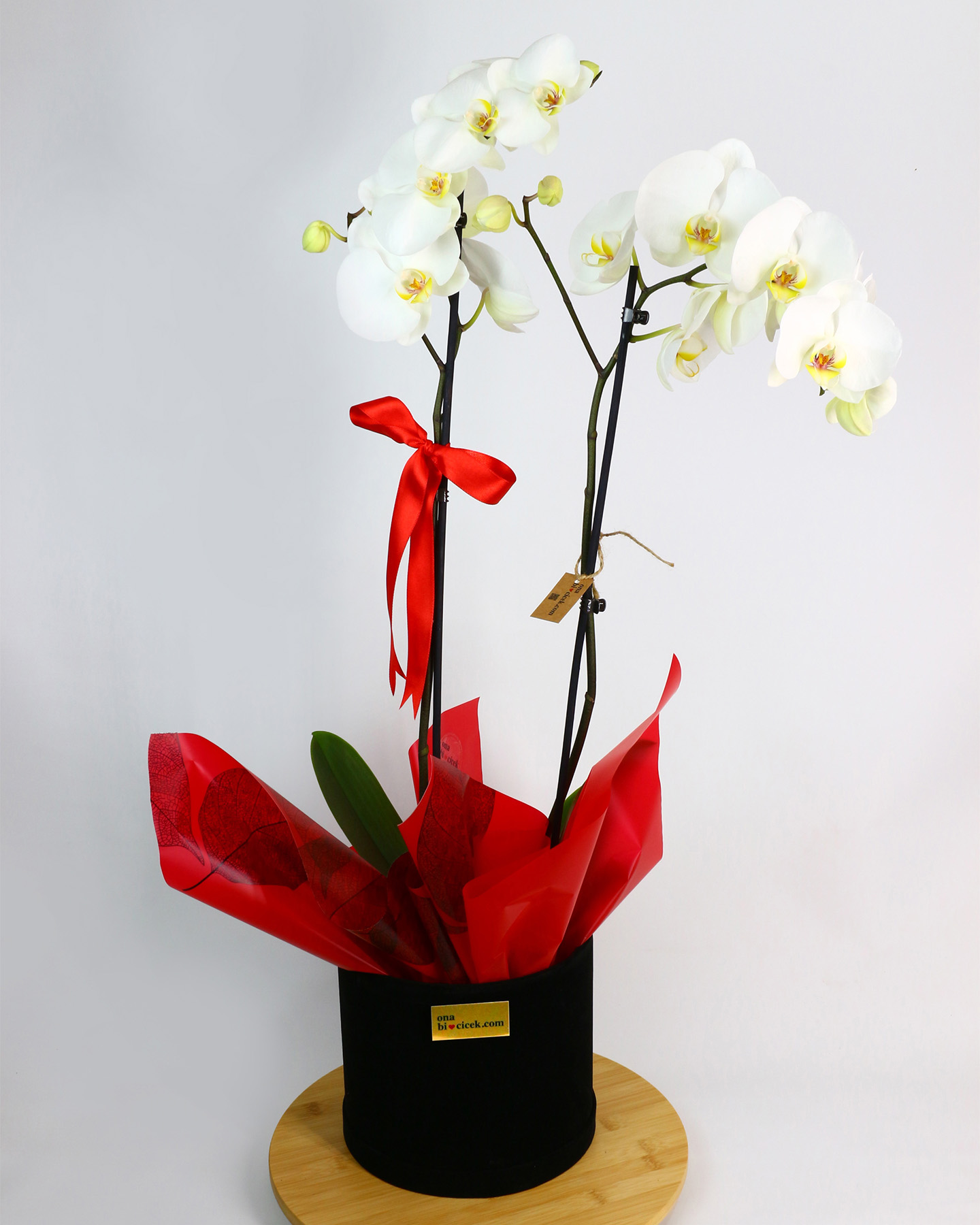 Siyah Kadife Kutuda Çift Dal Beyaz Orkide
