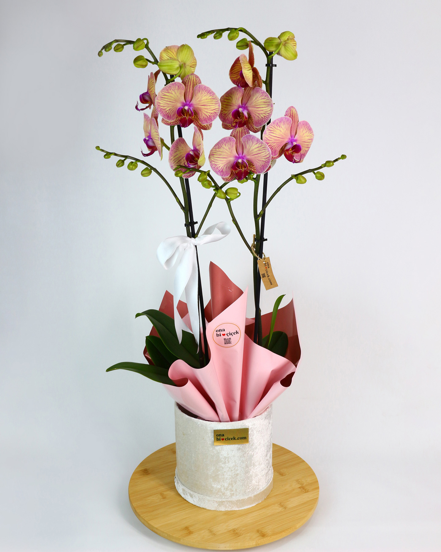 Beyaz Kadife Kutuda Çift Dal Renkli Orkide