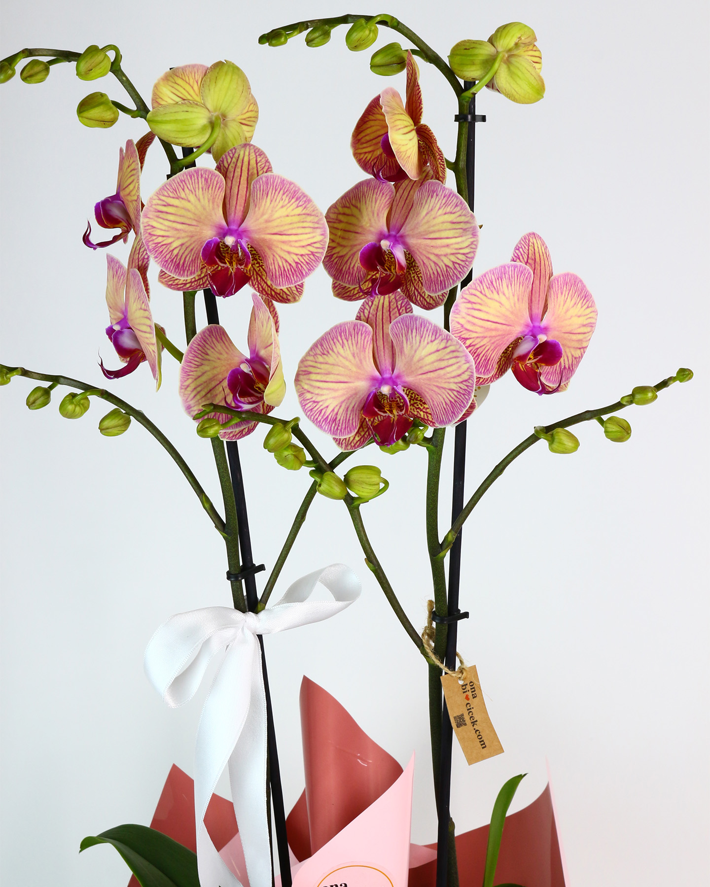 Beyaz Kadife Kutuda Çift Dal Renkli Orkide