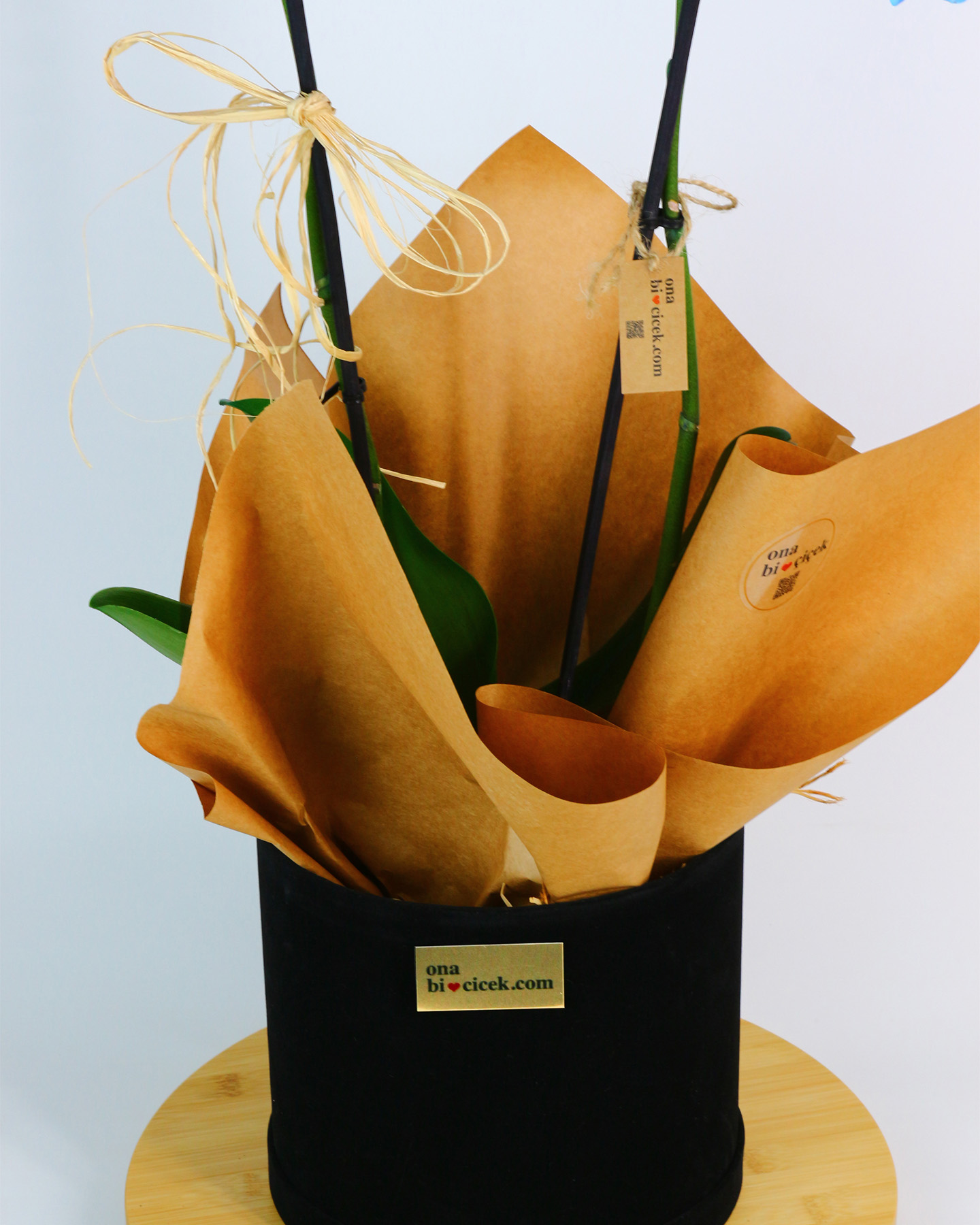 Siyah Kadife Kutuda Çift Dal Mavi Orkide