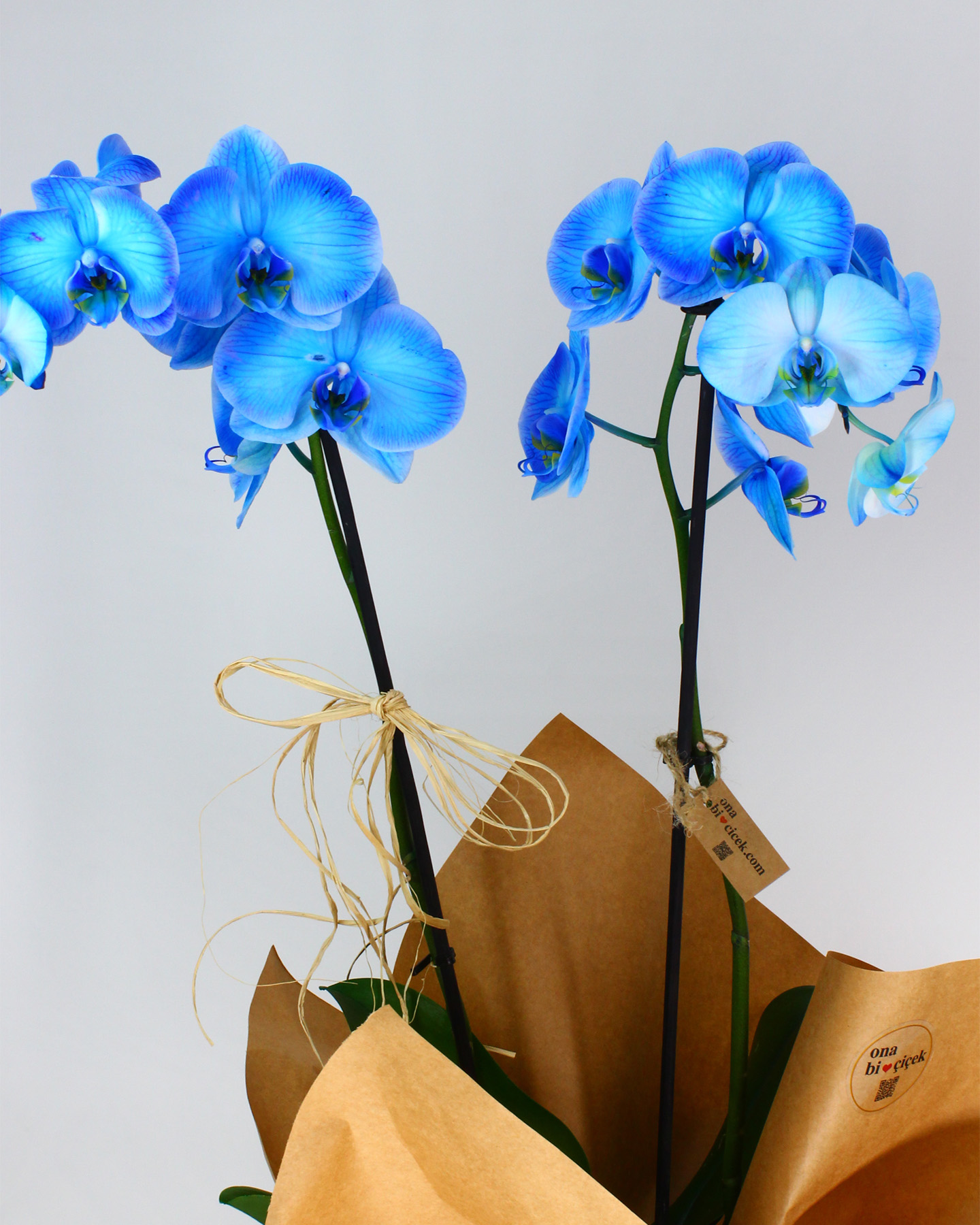 Siyah Kadife Kutuda Çift Dal Mavi Orkide